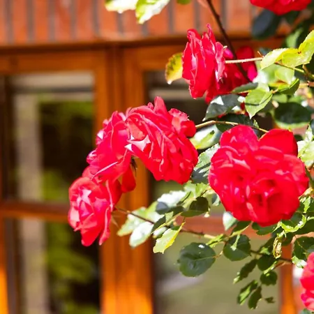 Luxurioeses No. 7 度假居